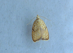 Lønneblomstflatvikler (Acleris forsskaleana)