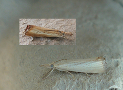 Pearl Veneer (Agriphila straminella)