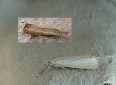 Blek nebbmott (Agriphila straminella)