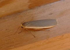 Common Footman (Eilema lurideola)
