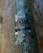 Minor Shoulder-knot (Brachylomia viminalis)