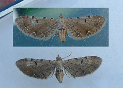 Brun dvergmåler (Eupithecia absinthiata)