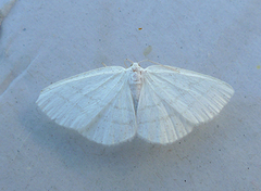 Common White Wave (Cabera pusaria)