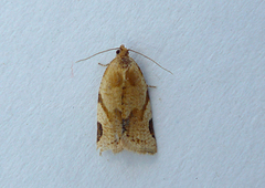 Gul båndvikler (Paramesia gnomana)