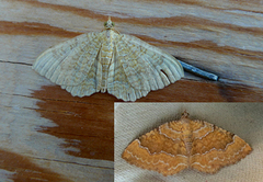 Yellow Shell (Camptogramma bilineata)