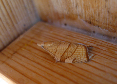 Hasselbladvikler (Pandemis corylana)