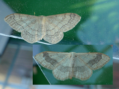 Vinkelengmåler (Idaea aversata)