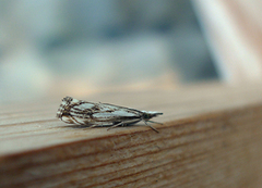 Chequered Grass-veneer (Catoptria falsella)