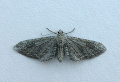 Green Pug (Pasiphila rectangulata)
