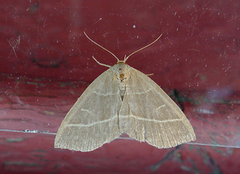 Olive Crescent (Trisateles emortualis)