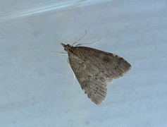 Dusky Pearl (Udea prunalis)