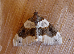 Purple Bar (Cosmorhoe ocellata)