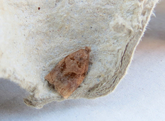 Rose Tortrix (Archips rosana)