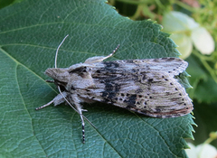 The Wormwood (Cucullia absinthii)