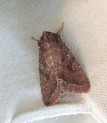 Bright-line Brown-eye (Lacanobia oleracea)