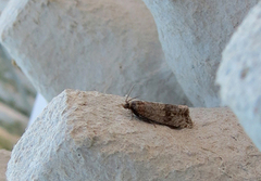 Barred Marble (Celypha striana)