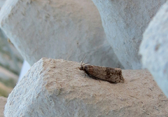 Løvetannprydvikler (Celypha striana)