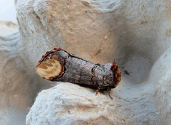 Buff-tip (Phalera bucephala)