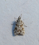 Prydmosemott (Scoparia pyralella)