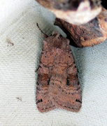 Dotted Clay (Xestia baja)