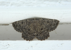 The Annulet (Charissa obscurata)