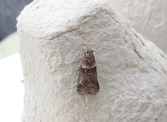 Liten eikesmalmott (Acrobasis consociella)