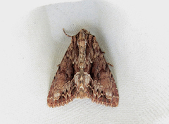 Stort engfly (Apamea monoglypha)