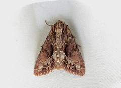 Stort engfly (Apamea monoglypha)