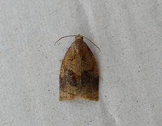 Rose Tortrix (Archips rosana)