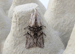 The Wormwood (Cucullia absinthii)