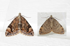 Dark Marbled Carpet (Dysstroma citrata)