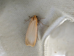 Buff Footman (Eilema depressa)