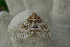 Broken-barred Carpet (Electrophaes corylata)