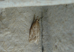 Blek mosemott (Eudonia pallida)