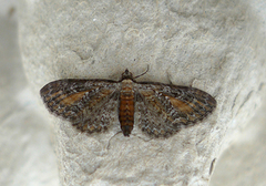 Rustdvergmåler (Eupithecia icterata)