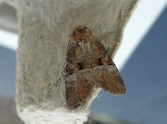 Rødlig strandengfly (Litoligia literosa)