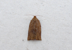 Large Ivy Tortrix (Lozotaenia forsterana)