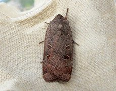 Lesser Yellow Underwing (Noctua comes)