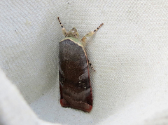 Lesser Broad-bordered Yellow (Noctua janthe)