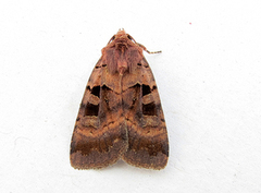 Square-spotted Clay (Xestia stigmatica)