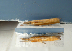 Common Grass-veneer (Agriphila tristella)