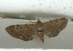 Brun dvergmåler (Eupithecia absinthiata)