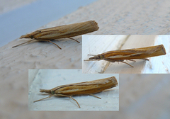 Common Grass-veneer (Agriphila tristella)