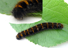 Fox Moth (Macrothylacia rubi)