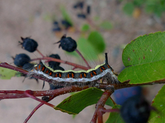Grey Dagger (Acronicta psi)