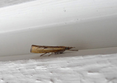 Barred Grass-veneer (Agriphila inquinatella)