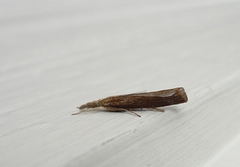 Common Grass-veneer (Agriphila tristella)