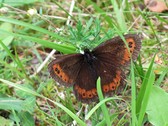 Arran Brown (Erebia ligea)