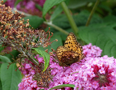 Dark Green Fritillary (Argynnis aglaja)
