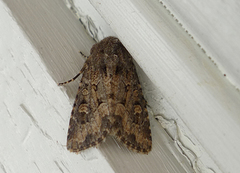 Blekt stengelfly (Luperina testacea)